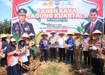Kapolres Kampar Panen Raya Jagung: Wujud Dukungan Nyata untuk Ketahanan Pangan Nasional