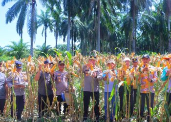 Polres Bengkulu Selatan Gelar Panen Raya Jagung Kuartal II Serentak, Dukung Swasembada Pangan 2025