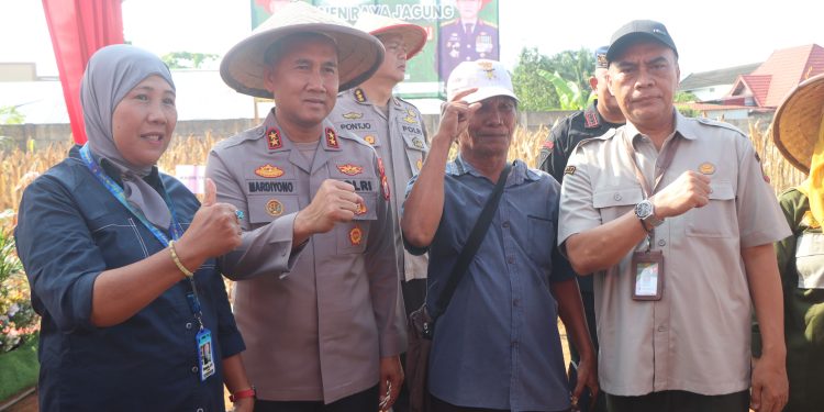 Kapolda Bengkulu Pimpin Langsung Panen Raya Jagung Polda Bengkulu