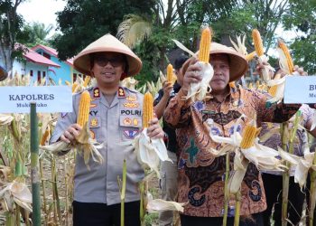 Panen Raya Serentak Kuartal II Program Tumpang Sari di Desa Maju Makmur, Mukomuko: Wujud Nyata Sinergi Pemerintah dan Masyarakat Menuju Swasembada Pangan 2025