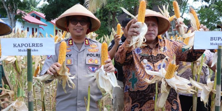 Panen Raya Serentak Kuartal II Program Tumpang Sari di Desa Maju Makmur, Mukomuko: Wujud Nyata Sinergi Pemerintah dan Masyarakat Menuju Swasembada Pangan 2025