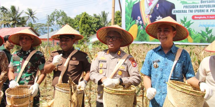 PRESIDEN RI PIMPIN PANEN RAYA JAGUNG SERENTAK NASIONAL KUARTAL II DI KABUPATEN REJANG LEBONG