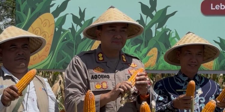 POLRES LEBONG GELAR PANEN RAYA JAGUNG SERENTAK DAN ESKPOR PERDANA KE MALAYSIA