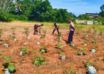 Satbrimob Polda Bengkulu Dukung Program Ketahanan Pangan, Personel Kompi 4 Batalyon A Tanam Bibit Cabe dan Terong
