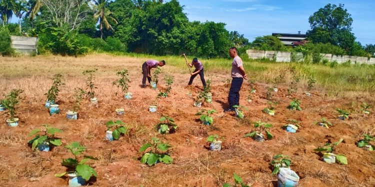 Satbrimob Polda Bengkulu Dukung Program Ketahanan Pangan, Personel Kompi 4 Batalyon A Tanam Bibit Cabe dan Terong