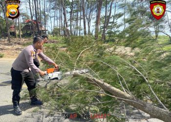 Respon Cepat Personel Ditsamapta Polda Bengkulu Bersihkan Pohon Tumbang Di Jalan Pariwisata