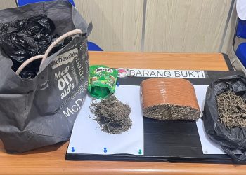 Polda Bengkulu Ringkus Pengedar Ganja, Tiga Paket Besar Disita di Dua Lokasi