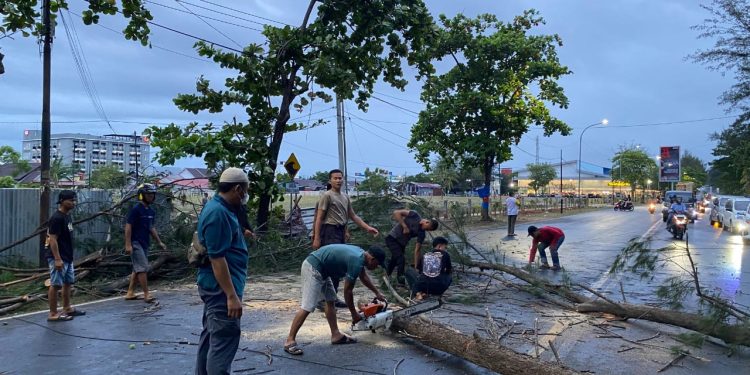 Gerak Cepat, Ditsamapta Polda Bengkulu Evakuasi Pohon Tumbang yang Halangi Jalan di Jalan Pantai Panjang