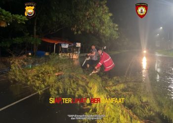 Personel Ditsamapta Polda Bengkulu Respon Cepat Tangani Pohon Tumbang di Belakang Grage Hotel