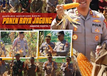 KAPOLRES KEPAHIANG MELAKSANAKAN PANEN RAYA JAGUNG KUARTAL II DI MAKO POLSEK BERMANI ILIR : Polri Dukung Ketahanan Pangan Nasional