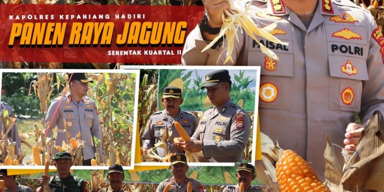 KAPOLRES KEPAHIANG MELAKSANAKAN PANEN RAYA JAGUNG KUARTAL II DI MAKO POLSEK BERMANI ILIR : Polri Dukung Ketahanan Pangan Nasional