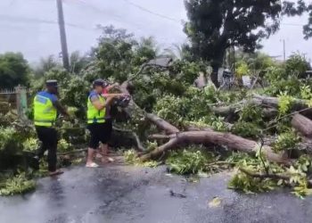 Polresta Bengkulu Evakuasi Pohon Tumbang Halangi Jalan