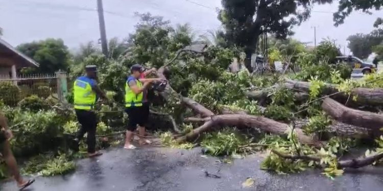 Polresta Bengkulu Evakuasi Pohon Tumbang Halangi Jalan
