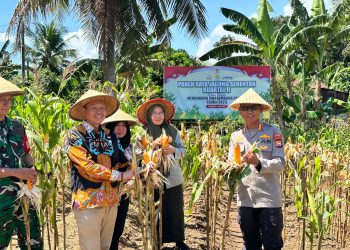 Polsek teluk segara menggelar kegiatan Panen Raya Jagung Serentak Kuartal II