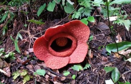 Bunga Rafflesia Mekar di Hutan Lindung Boven Lais Kemumu