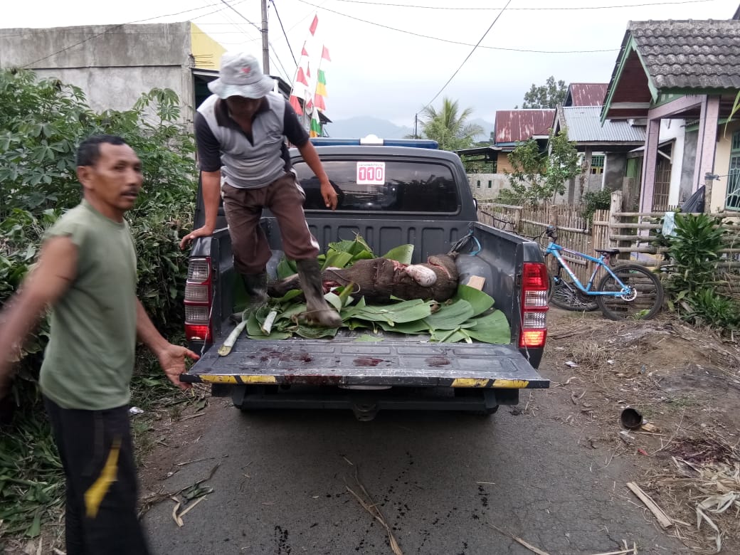 Mengamuk Dipemukiman Sebabkan Warga Terluka, Polisi Tembak Babi Hutan
