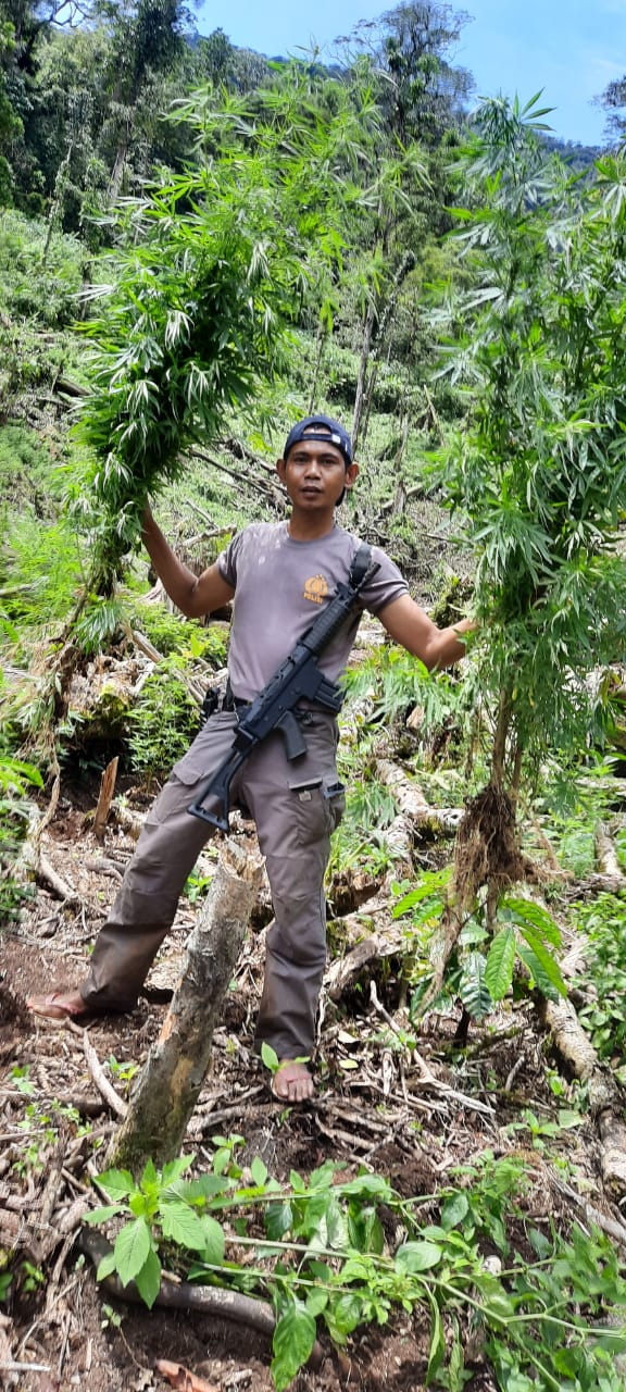 Polsek Kota Padang Musnahkan 1,5 Hektare Ladang Ganja di Hutan Lindung Bukit Balai Rejang