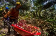 Petani Kelapa Sawit Indonesia Terima Kasih ke Presiden Jokowi Karena Cabut Larangan Ekspor