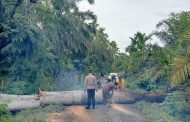 Pohon Tumbang Tutupi Jalan Lintas, Bhabinkamtibmas Polres Kaur Polda Bengkulu Bersama Warga Bersihkan Jalan
