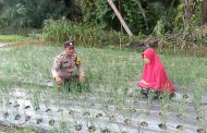 Dukung Program Pemerintah Polsek Giri Mulya Sambangi Tanaman Pangan Lestari di Desa Suka Makmur