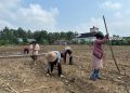 POLSEK KEDURANG ILIR GELAR PENANAMAN JAGUNG KUARTAL III DUKUNG PROGRAM KETAHANAN PANGAN NASIONAL