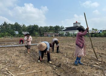 POLSEK KEDURANG ILIR GELAR PENANAMAN JAGUNG KUARTAL III DUKUNG PROGRAM KETAHANAN PANGAN NASIONAL