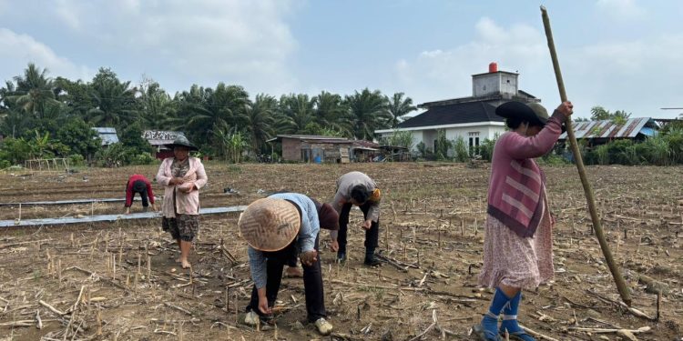 POLSEK KEDURANG ILIR GELAR PENANAMAN JAGUNG KUARTAL III DUKUNG PROGRAM KETAHANAN PANGAN NASIONAL