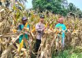 Dukung Ketahanan Pangan Nasional, Polsek Kedurang Ilir Panen Jagung 5 Ton di Desa Limus