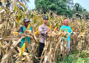Dukung Ketahanan Pangan Nasional, Polsek Kedurang Ilir Panen Jagung 5 Ton di Desa Limus