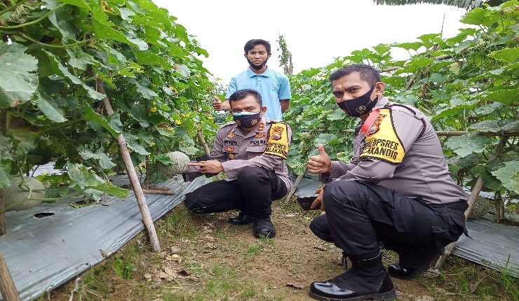 Kunjungi Petani Melon, Kapolres BU Ajak Ciptakan Ketahanan Pangan