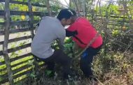 Bhabinkamtibmas Polsek Air Besi Hadiri Panen Raya Singkong dan Kates di Desa Air Napal untuk Meningkatkan Ketahanan Pangan