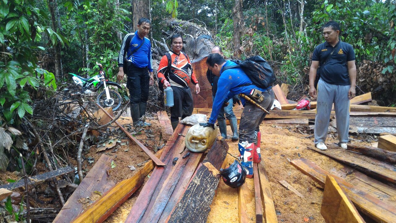 Ops Wanalaga Nala 2017 Res Kaur berhasil temukan kayu Meranti yang diduga Ilegal.