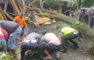 Quick Respon, Polres Kepahiang Bersama BPBD Evakuasi Pohon Tumbang