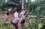 Polisi dan Warga Gotong Royong Evakuasi Pohon Tumbang di Jalan Lintas Bengkulu-Kepahiang