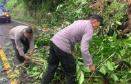 Cegah Lakalantas, Polsek Taba Penanjung Bersihkan Badan Jalan Terhalang Pohon Tumbang