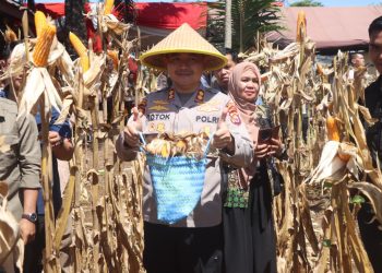 Bengkulu Tengah Berjaya: Panen Raya Jagung Serentak Warnai Semangat Swasembada Pangan Nasional