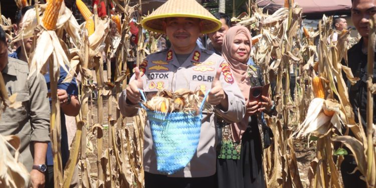 Bengkulu Tengah Berjaya: Panen Raya Jagung Serentak Warnai Semangat Swasembada Pangan Nasional