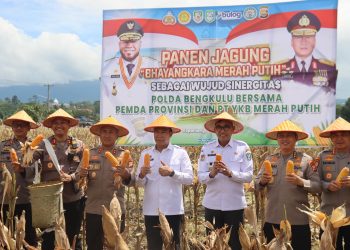 Kapolda Bengkulu Panen Jagung Bhayangkara Merah Putih, Sebagai Wujud Sinergitas Polda Bengkulu bersama Pemda Provinsi Bengkulu dan PT YKB Merah Putih