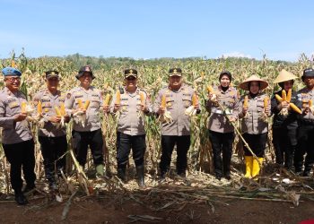 TNI-Polri dan Pemda Bersatu Wujudkan Swasembada Pangan di Bengkulu Utara
