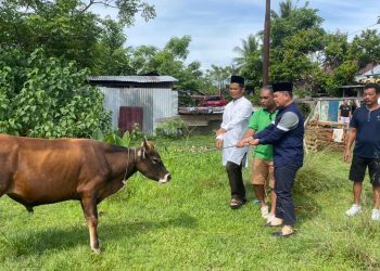 Momentum Idul Adha 1447 H, Kapolresta Bengkulu Berbagi Hewan Kurban untuk Masyarakat