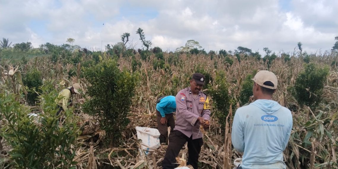 Bhabinkamtibmas Polsek Selupu Rejang Hadiri Panen Jagung Hibrida F1 Bhayangkara di Desa Talang Lahat