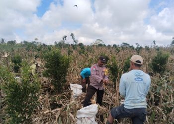 Bhabinkamtibmas Polsek Selupu Rejang Hadiri Panen Jagung Hibrida F1 Bhayangkara di Desa Talang Lahat