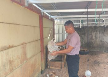 Kompi 1 Batalyon A Pelopor Satbrimobda Bengkulu Rawat 100 Ekor Ayam Petelur Dukung Program Ketahanan Pangan