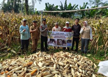 Bumdes Jemerun Desa Durian Seginim Panen Raya Jagung 5 Hektar, Dukung Ketahanan Pangan Kuartal III