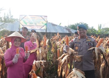 Satbrimob Polda Bengkulu Gelar Panen Jagung di Lahan Ketahanan Pangan Detasemen Gegana Satuan Brimob Polda Bengkulu Kwartal III