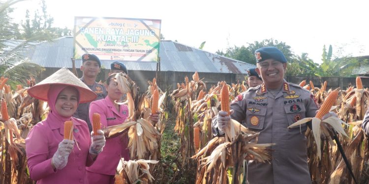 Satbrimob Polda Bengkulu Gelar Panen Jagung di Lahan Ketahanan Pangan Detasemen Gegana Satuan Brimob Polda Bengkulu Kwartal III