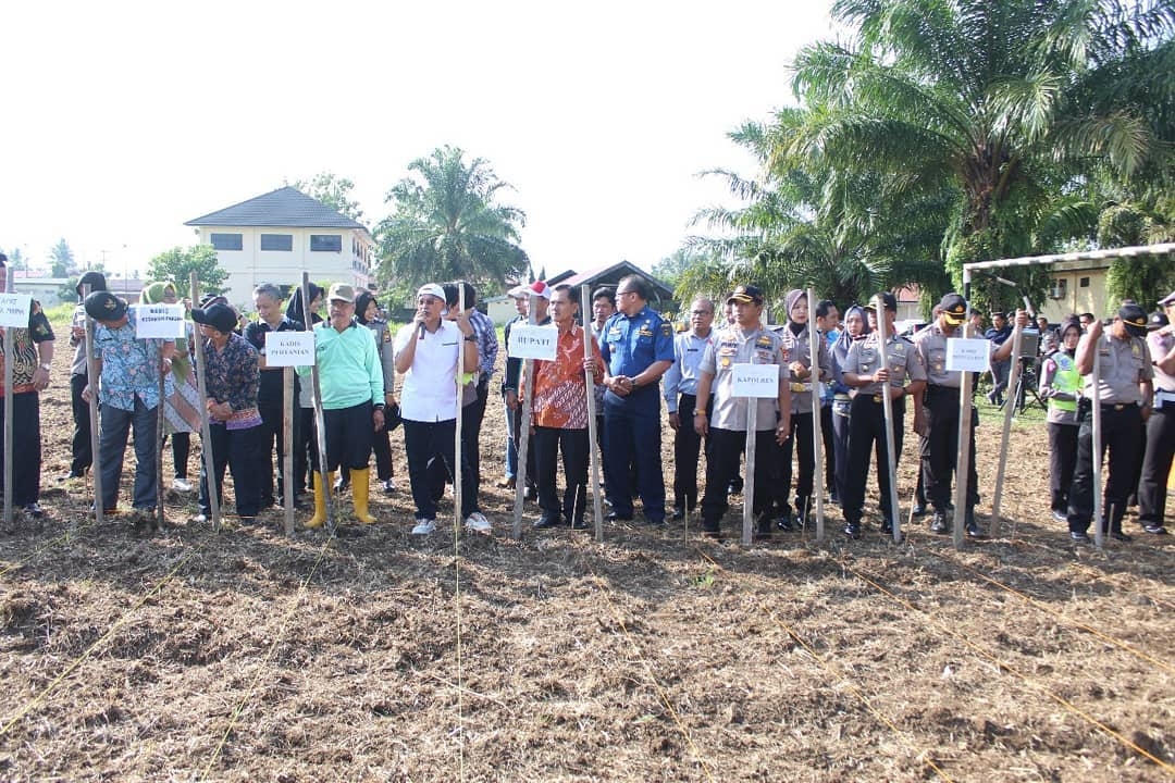 Manfaatkan Lahan Kosong, Polres Bengkulu Selatan Tanam Jagung Bersama Bupati