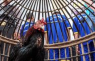 Polisi Grebek Lokasi Sabung Ayam di Kaur