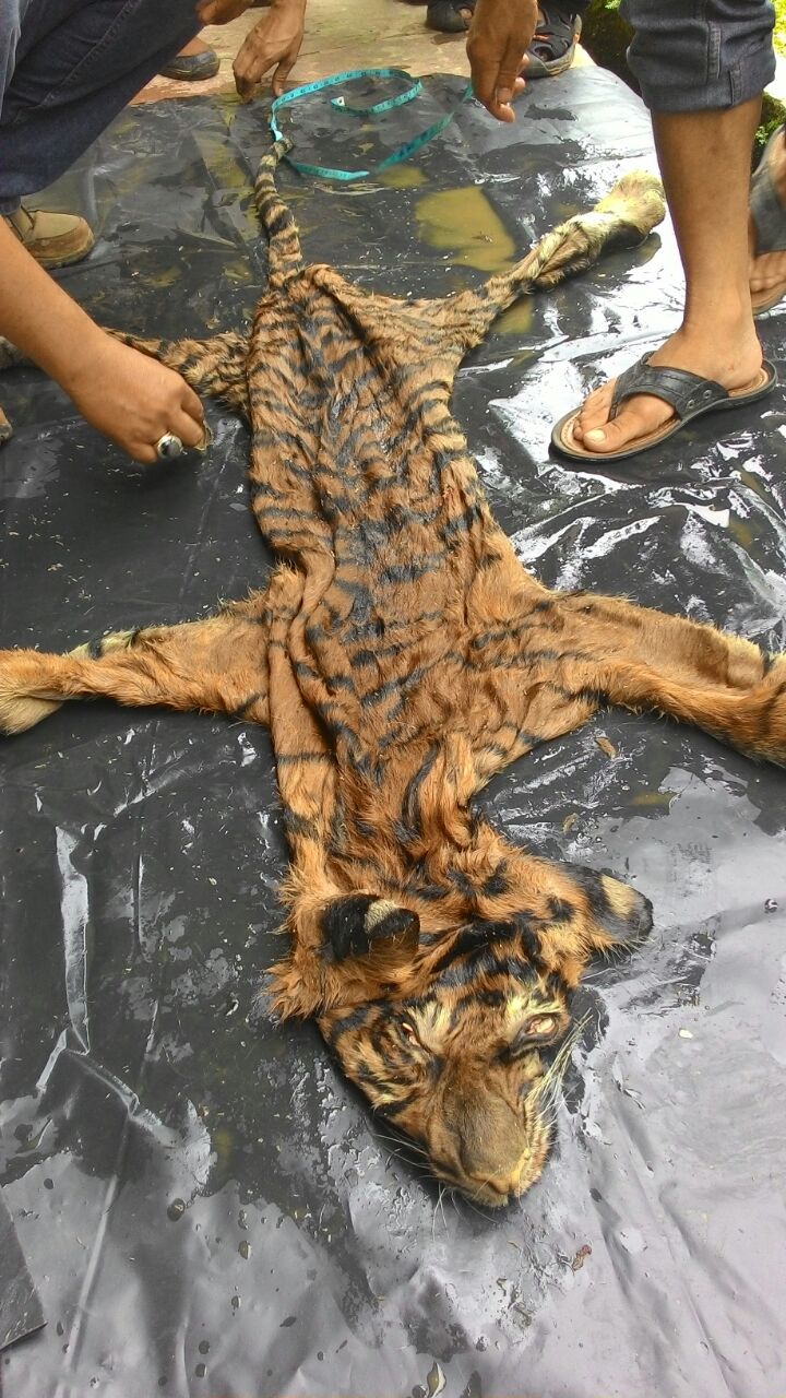 Bongkar sindikat Perdagangan Organ Harimau